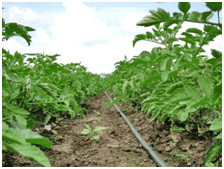 Капельный полив