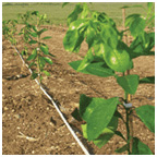 Использование капельного полива при выращивании Фруктовых деревьев