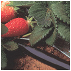 Капельное орошение при выращивании Клубники