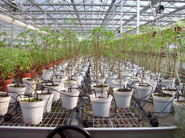 Внешние компенсированные капельницы