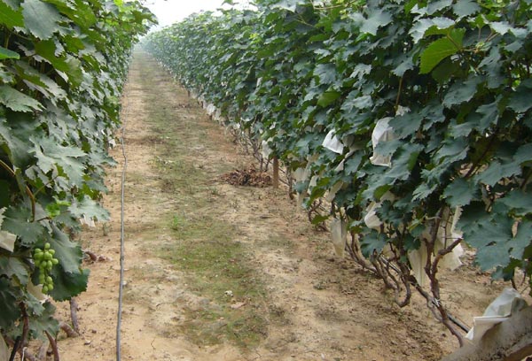 Преимущества капельного орошения для Виноградников